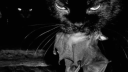 /𝐑𝐚𝐛𝐛𝐢𝐝 • 𝟏𝟖+ server banner