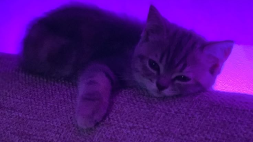 The Femboy asylum :3 ✨ Discord server banner