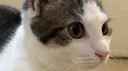 Gully’s Gatitos banner