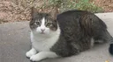 Gully’s Gatitos banner