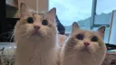 Gully’s Gatitos banner