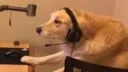 ⭐ Zerrek's Paw Squad ⭐ banner