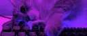 🎀 ᴛʜᴇ ᴄʜᴀᴏꜱ ᴄᴏʀɴᴇʀ 🎀 Discord server banner