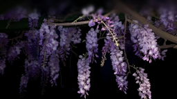 𝗪𝗶𝘀𝘁𝗲𝗿𝗶𝗮 | 🪻 server banner