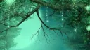 ☘ ▲ Sylvaëlys banner