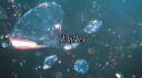 Whiskey 🍾 social • guild server banner