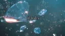 Whiskey 🍾 social • guild Discord server banner