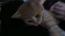 chanel social・egirls・nitro・fun・active・vc・chill・gaming・anime Discord server banner