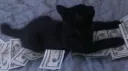 banzie Discord server banner