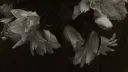 /mannerist banner