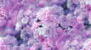 ♡ Blossom Tree ♡ Discord server banner
