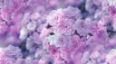 ♡ Blossom Tree ♡ server banner