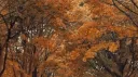/dull banner