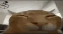 Gum Community 🐱 banner