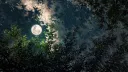 Moonlit Lounge banner