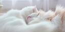 .    fluffcub Banner