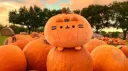 cat 👻 banner