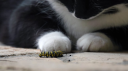 caterpillar Discord server banner