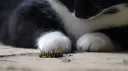 caterpillar server banner
