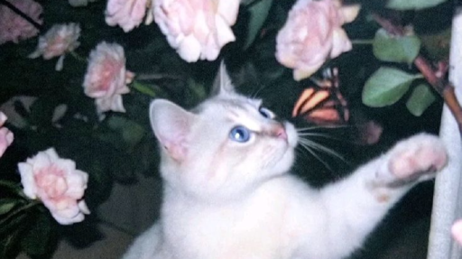 BrewCafe! International Server・Study - Gaming - Tech Discord server banner