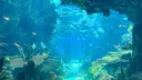 DISBANDED || The Sunken Shore || TSS banner