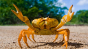 ห. โข crab server โง โห เญญ Discord server banner