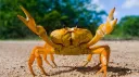 ˚. ⟢ crab server ‧ ₊˚ ୭ server banner
