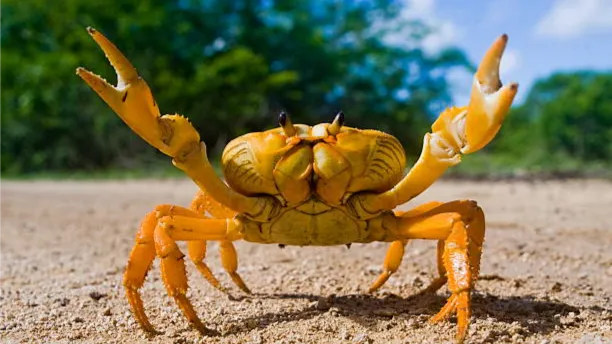 ˚. ⟢ crab server ‧ ₊˚ ୭ Discord server banner