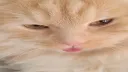 Dumb Hangout server banner