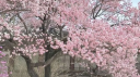 木漏れ日 // Sakura Tree Discord server banner