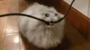 Shenanigans Discord server banner