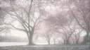 ivory  🎀   social   .   chat   .   guilds  .  giveaways banner