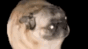 Packed Pug banner