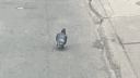 The pigeons banner