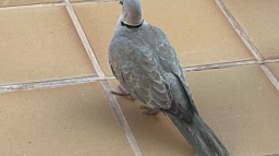 Citra’s Café server banner