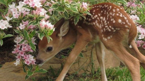 🦦 kansas ℓ 𝒻lattery Discord server banner