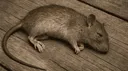 The Rat Den banner