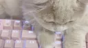 lol   . ໒꒱ banner