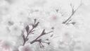 𝓢𝒽𝒶𝓎𝓃𝒶 🫧🪩 Banner