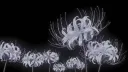 ɴɪᴠᴀʟɪꜱ ᴄʀᴜᴏʀ ⊹ ࣪ ˖❄ banner