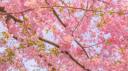 Peach Blossom Banner