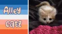 »﹒🐈﹒Alley catz﹒ Discord server banner