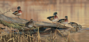 Duck V2 Banner