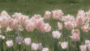 ‧₊˚ Spring Bloom ‧₊˚ Hangout server banner