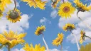 𝑭𝒍𝒐𝒘𝒆𝒓𝒃𝒐𝒚 server banner