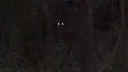 𝐇𝐞𝐫𝐞 𝐈𝐧 𝐓𝐡𝐞 𝐅𝐨𝐫𝐞𝐬𝐭  ︳18+ server banner