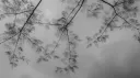 /sobs banner