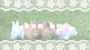 /bunbun banner