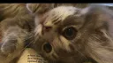๐๐ญ๐ฐ๐ด๐ด๐ฐ๐ฎ ๐๐ข๐ญ๐ญ๐ฆ๐บ ๐ธ Discord server banner