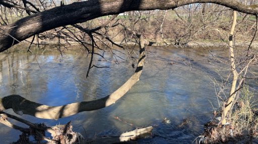 The den🐾 Discord server banner